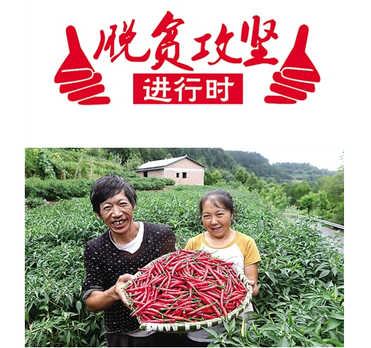 小辣椒“變臉” 變富石柱百姓 43戶農民受益 小辣椒“變臉” 變富石柱百姓 43戶農民受益