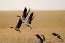 鴻嘎魯集體商標成功注冊 鴻嘎魯集體商標成功注冊