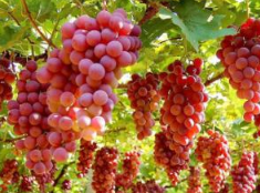 歷經(jīng)十余年 “馬陸葡萄”成地理標(biāo)志證明商標(biāo)