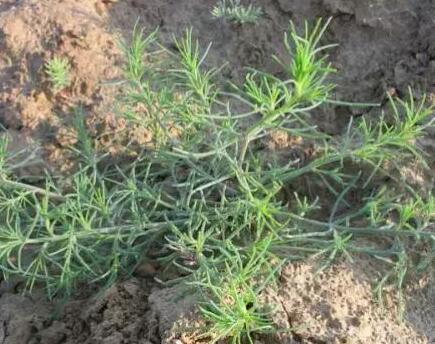 牛!濱海黃須菜成了國字號地標產(chǎn)品 牛!濱海黃須菜成了國字號地標產(chǎn)品