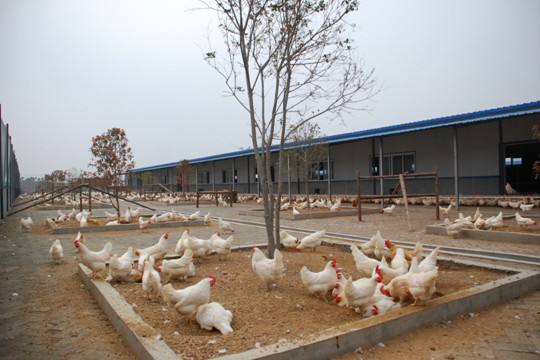 神丹回應315被點名：今后“好土”商標只用于散養雞蛋